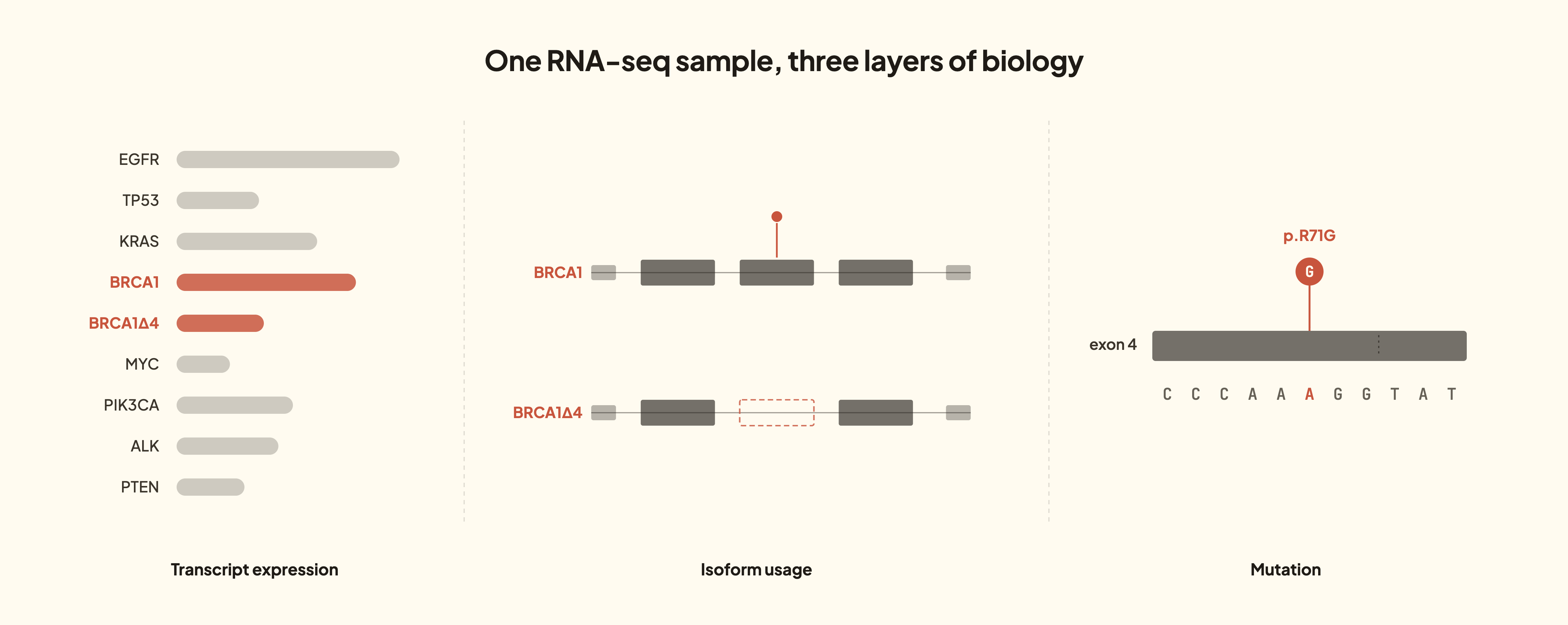 Three-panel diagram showing three layers of biology in a single bulk RNA-seq sample: transcript expression bars, BRCA1 isoform usage with exon skipping, and a single mutation in exon 4