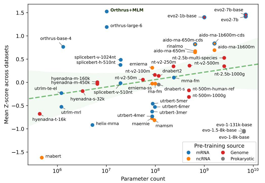 Bar chart comparing average performance across 59 mRNA biology prediction tasks, showing Orthrus-MLM outperforming larger models