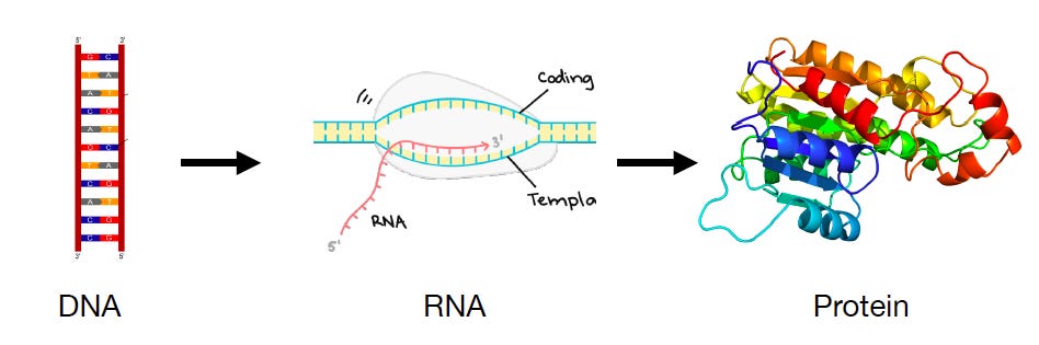 Diagram of the central dogma showing DNA to mRNA to protein conversion process