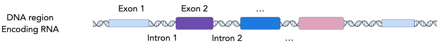 Schematic showing gene regions distribution across genome with exons, introns, and intergenic regions