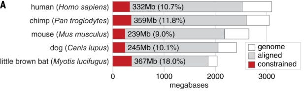 Chart from Science paper showing percentage of genomic positions under evolutionary constraint across mammalian species